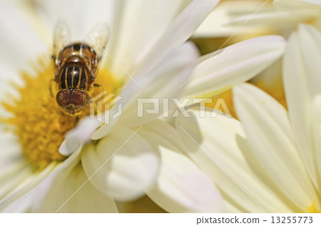 Kigoshi Hanaabu 13255773