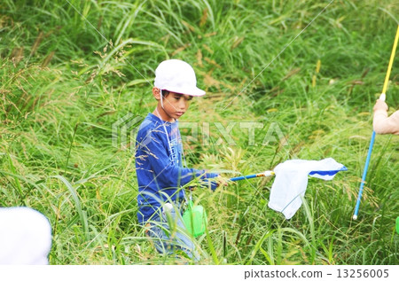 昆蟲叮咬 13256005