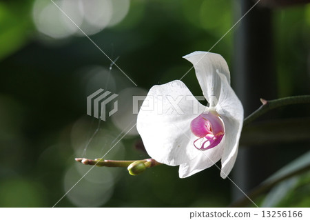 Genpeikusagi 13256166