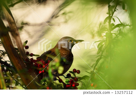 White flowers and red tree nuts 13257112