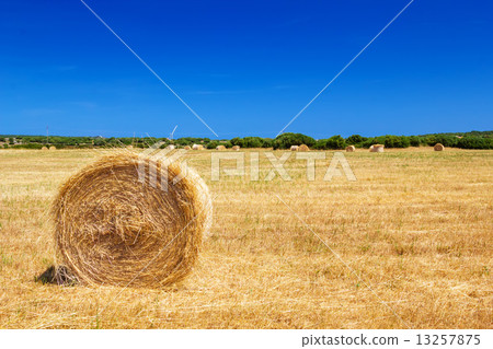 Straw roll bale on the farmland in sunny day at Menorca, Spain. 13257875