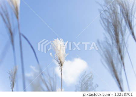 Senior mountaineering Senior mountaineering 13258701