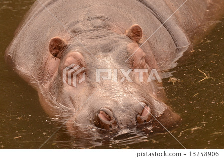 河馬 13258906