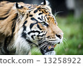Encounter with Sumatran tiger  13258922