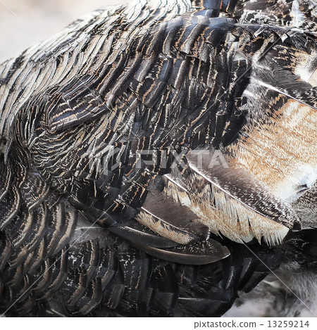 feather of turkey feather of turkey 13259214