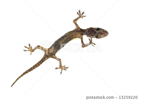 house lizard 13259220