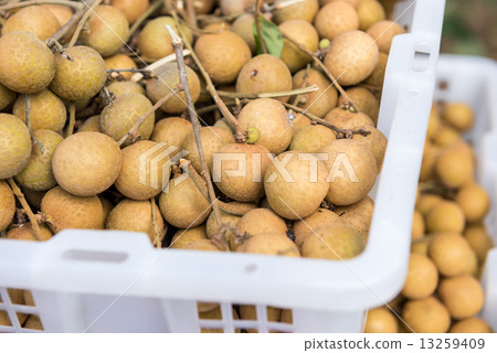 Longan orchards -Tropical fruits longan in Lamphun, Thailand 13259409