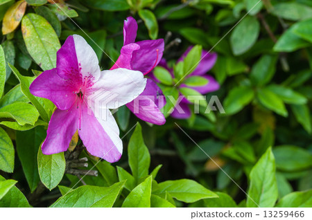 紅色和白色杜鵑花 13259466