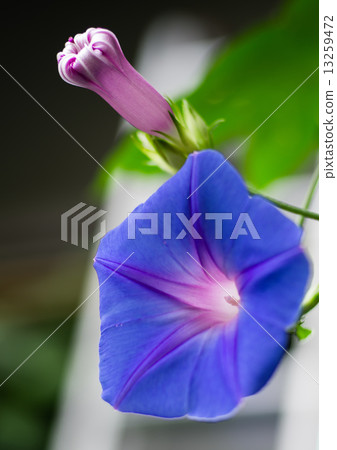 Ryukyu morning glory flower and bud Ryukyu morning glory flower and bud 13259472
