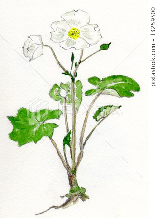 Shira Yukishi (hand-drawn illustration) 13259500