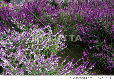 紫水晶聖人 13259581