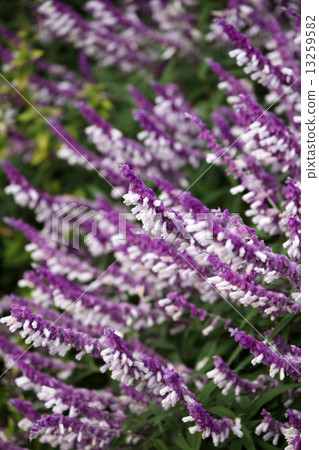 紫水晶聖人 13259582