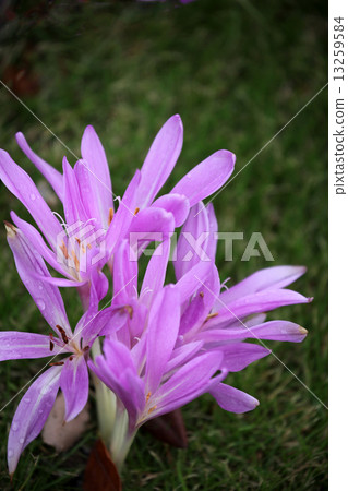 秋水仙 秋水仙 13259584