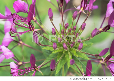 Hors d'Oeuvres花 Hors d'Oeuvres花 13259602