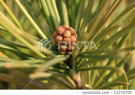 Natural plants Kouyamaki, male flowers. Like a round "millet oshi" ... Natural plants Kouyamaki, male flowers. Like a round "millet oshi" ... 13259700