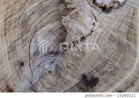 Background of brown wood texture from cut tree 13260121