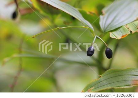 Fruit of Horsegrass 13260305