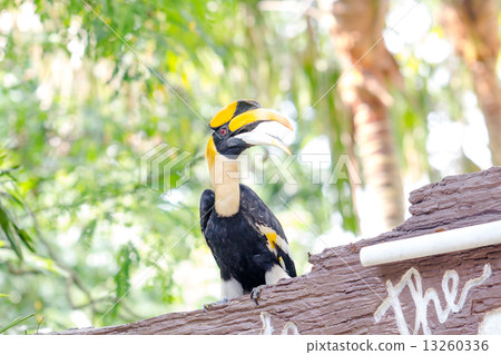 hornbills 13260336