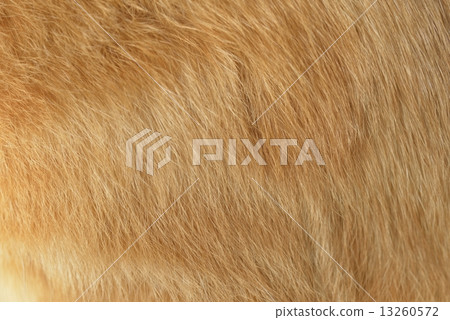 Fur 13260572