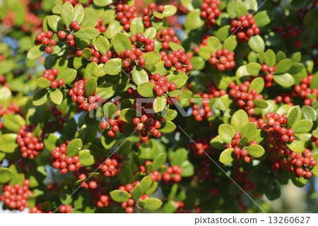 Holly Holly 13260627
