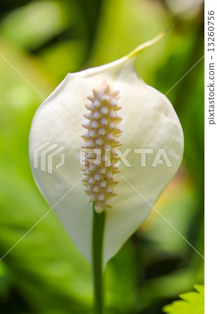 Closeup white spadix Closeup white spadix 13260756