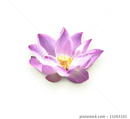 Lotus Flower Lotus Flower 13263181