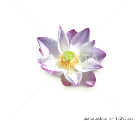 Lotus Flower Lotus Flower 13263182