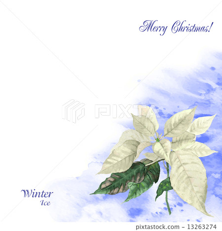 Watercolor background  with poinsettia  13263274