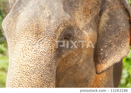 Portrait of an Indian elephant, closeup 13263286