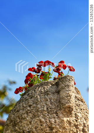 bright nasturtium flowers in a stone vase on blue sky background.. bright nasturtium flowers in a stone vase on blue sky background.. 13265286