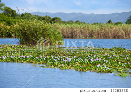 Jamaica. On the Black river 13265288