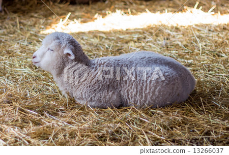 Sheep Sheep 13266037