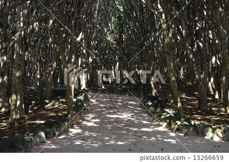 Kasan Tsubaki Group forest 13266659