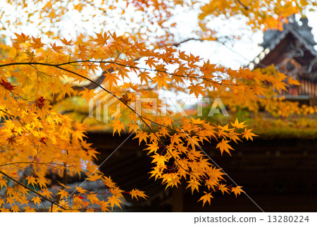 Autumn leaves of Daitokuji Takasuin 13280224