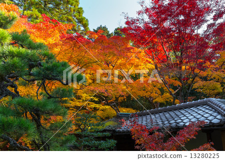 Daitokuji高須的秋葉 13280225