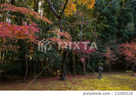 Autumn leaves of Daitokuji Takasuin Autumn leaves of Daitokuji Takasuin 13280228