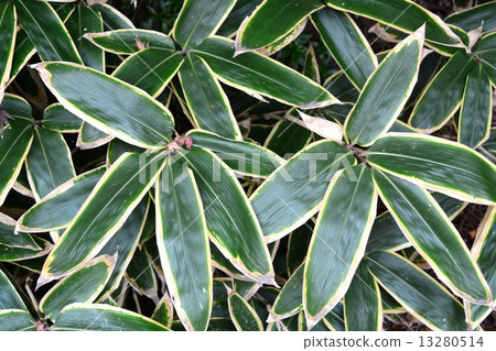 Narukusan in Autumn 13280514