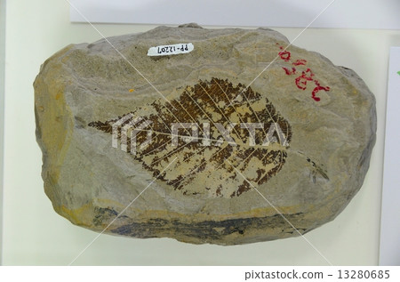 Fossil Tidorinoki的伴侶 Fossil Tidorinoki的伴侶 13280685