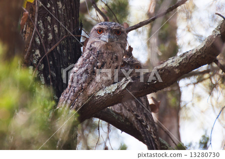 Gamaguchi yotaka 13280730