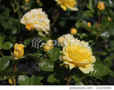 Bell Romantica 13281004