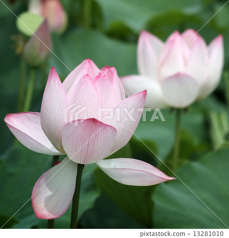 Oga蓮花 Oga蓮花 13281010