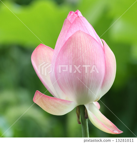 Oga蓮花 Oga蓮花 13281011