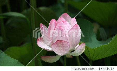 Oga蓮花 Oga蓮花 13281012