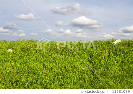 Green grass field and bright blue sky. 13281089