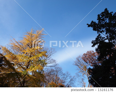 Autumn leaves at Rikugien Garden 13281176