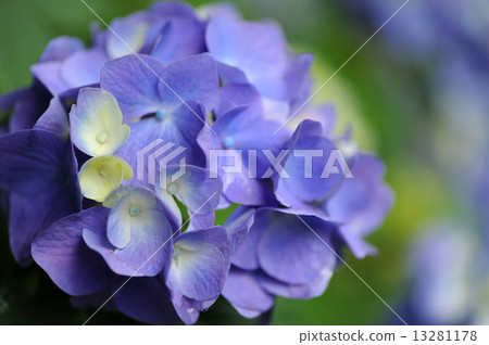 繡球 繡球 13281178