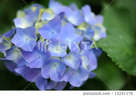 Hydrangea 13281179