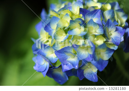 繡球 繡球 13281180