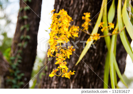 Onsymous Onsymous 13281627