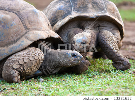 Big Seychelles turtle in La Vanille Reserve park. Mauritius... Big Seychelles turtle in La Vanille Reserve park. Mauritius... 13281632